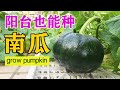 阳台种南瓜，比种叶菜还简单，没虫害，好管理，一个能长3斤重