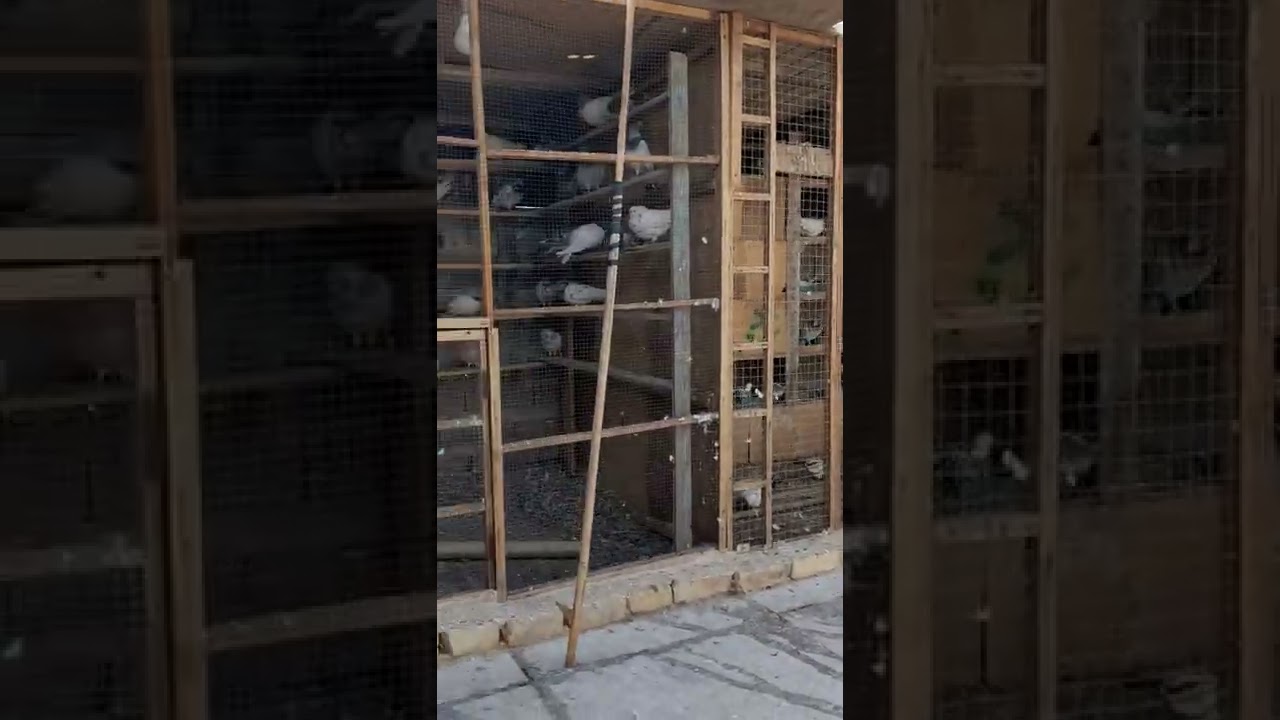 اشلون ازوج الطيور تحياتي الجميع