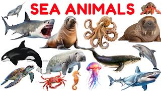 Sea Animals for Kids 🐬 | STEM Fun Learning & Ocean Vocabulary for Preschoolers