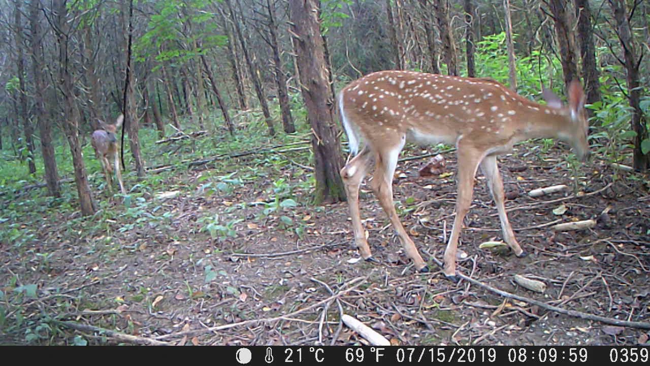 trail camera Fawns in the woods