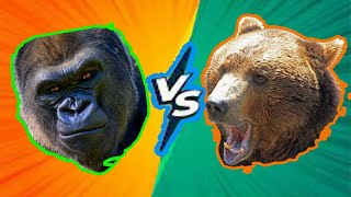 gorilla fight : The most violent video you have ever seen | gorilla fight vs bear