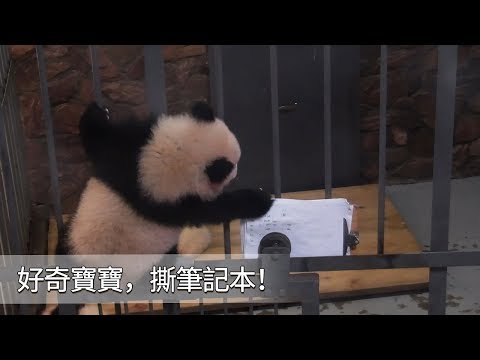 《熊貓早晚安》好奇寶寶，撕筆記本！| iPanda
