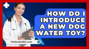 How Do I Introduce A New Dog Water Toy? - PetGuide360.com
