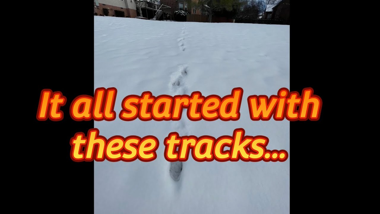 Investigating Mystery Tracks in the Snow Leads to Scary Discovery…