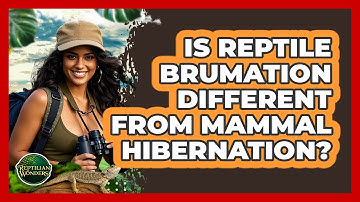 Is Reptile Brumation Different From Mammal Hibernation? - Reptilian Wonders