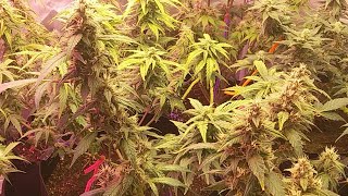 Okie GROW/ ROLL SHOW!