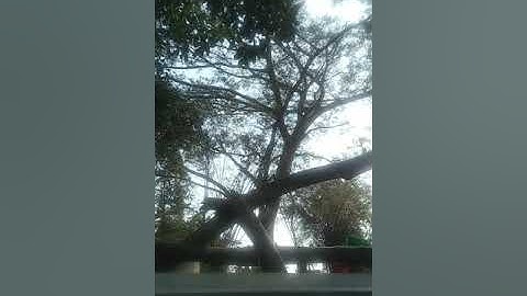 cưa hạ cây điệp 100 năm tuổi