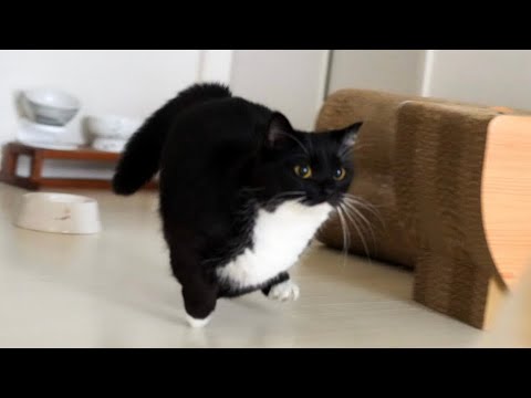 "I'm Faster Than a Cheetah!"