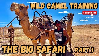 Wild camel training. The Big Safari preparation. Part 1