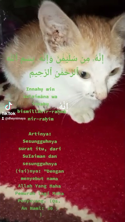 Surat Sulaiman untuk hewan kucing