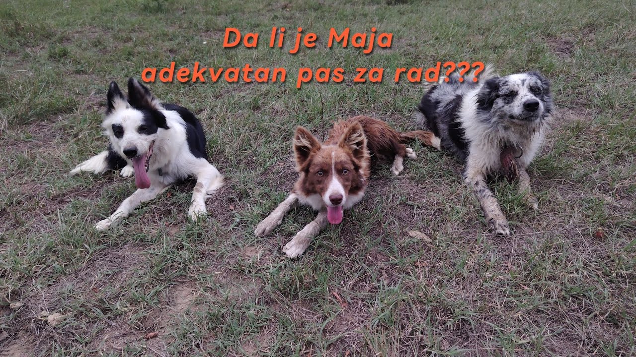 PROBA OBUKE MLADOG BORDER COLLIE-da li sam pogrijesio u procjeni?