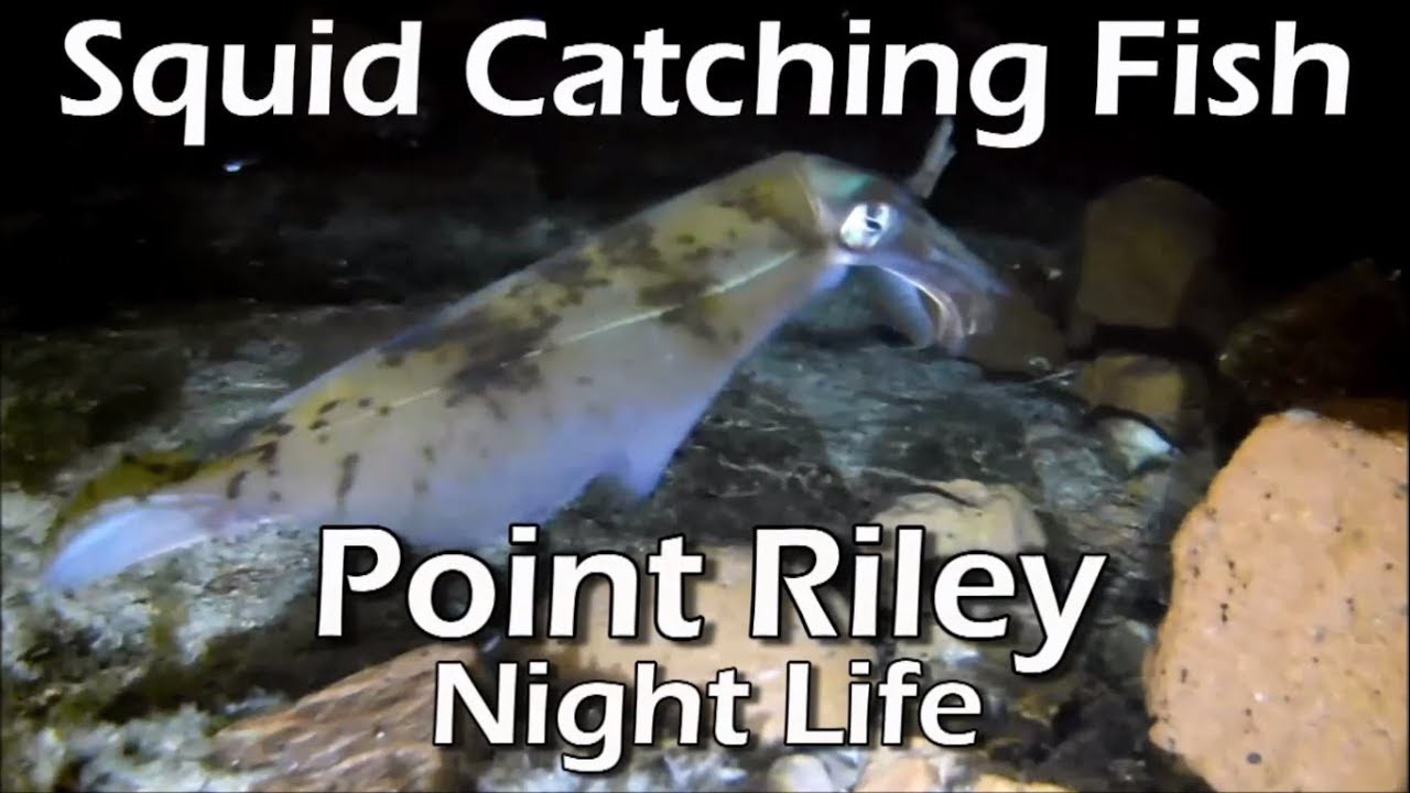 Squid Catching Fish at Point Riley South Australia - YouTube