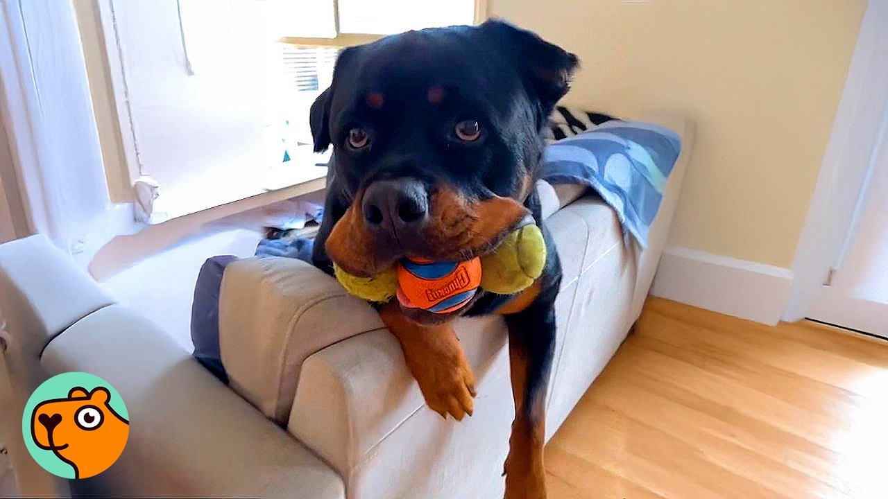 Big Rottie Acts Like A Little Kid With Ball Collection | Cuddle