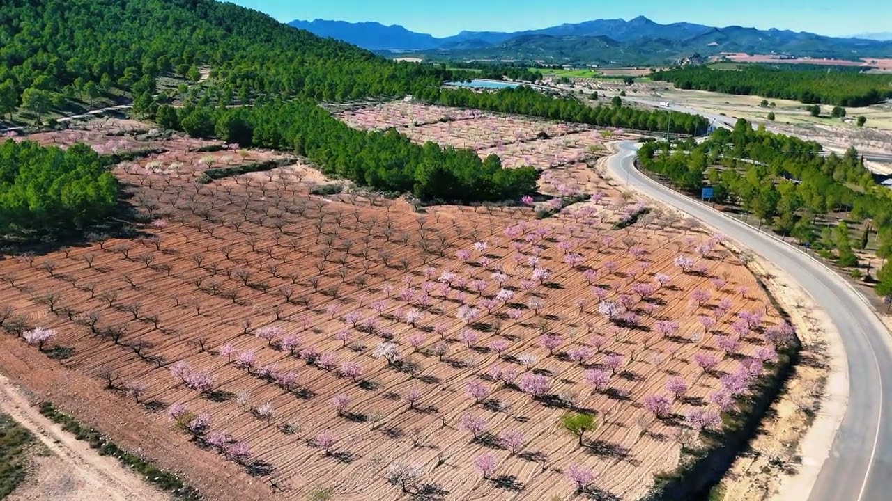 ALMOND BLOSSOM FEBRUARY 2026