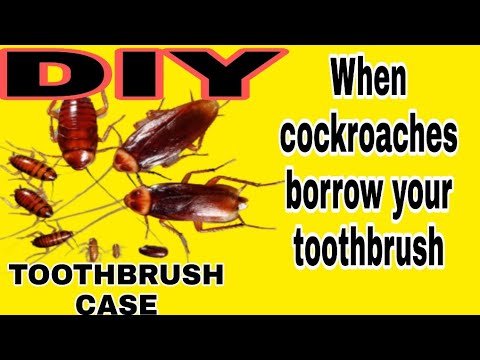 Cockroach Toothbrush How To Protect Toothbrush From Cockroaches