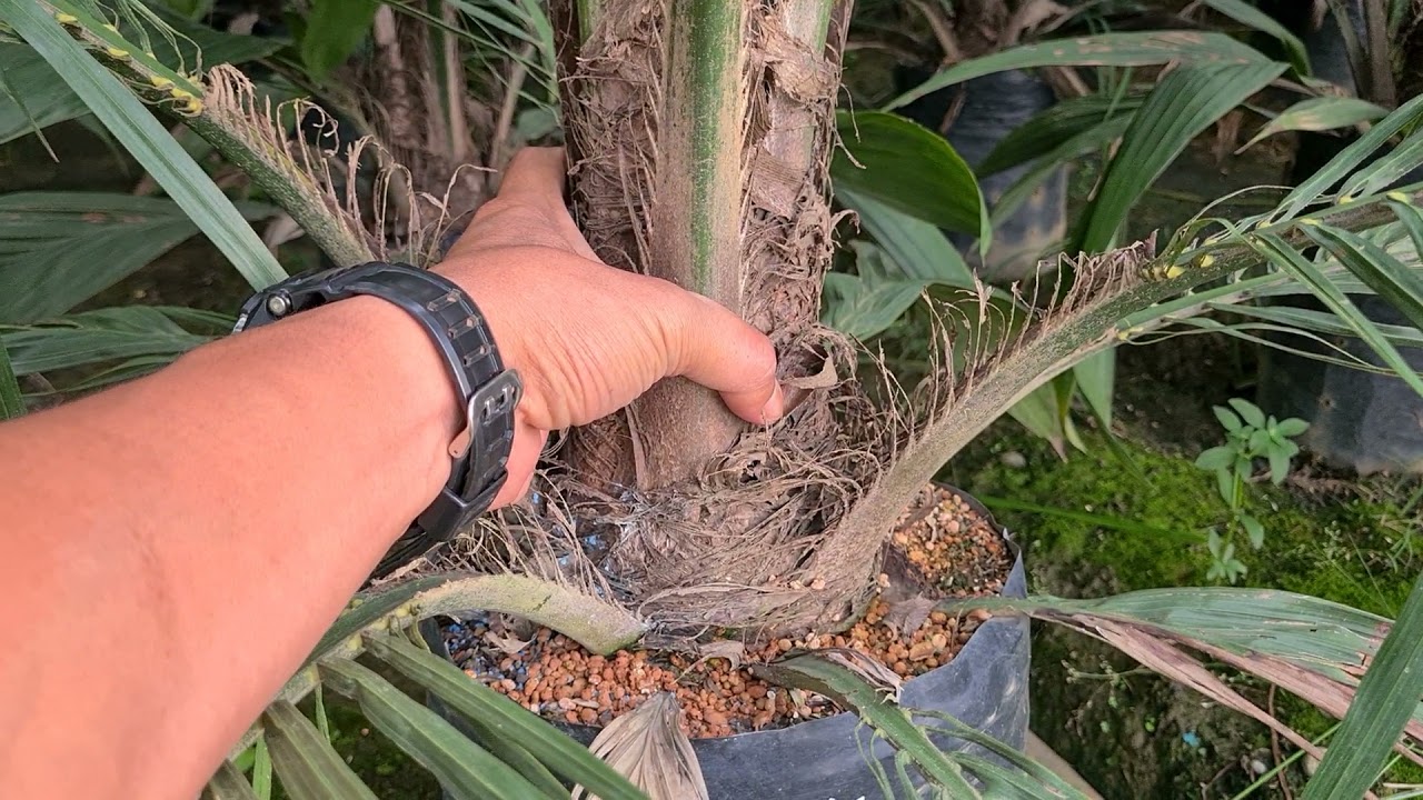 Contoh Bibit Sawit Normal