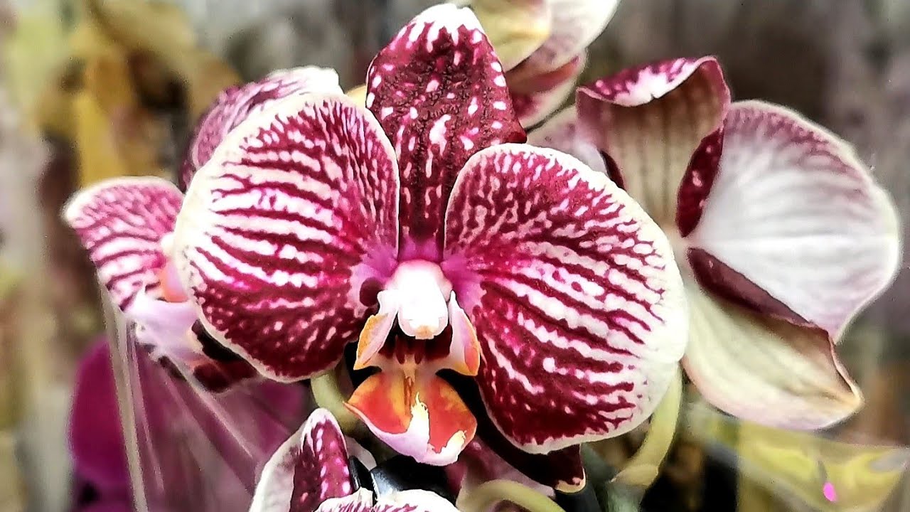 Ничего себе!!! Огромный новогодний завоз орхидей в магазине Леруа ...