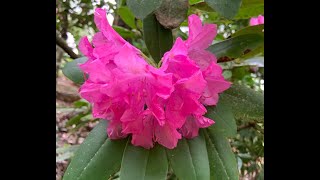 Anna Rose Whitney rhododendron demands attention in the sunlight.