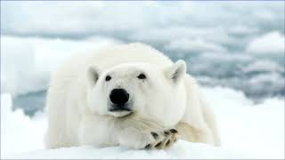 "Privacy and Decentralisation with Multicast" - Brett Sheffield (LCA 2020)