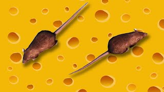 Jogos Para Gatos | Caça ao Rato 🐀🧀 screenshot 2