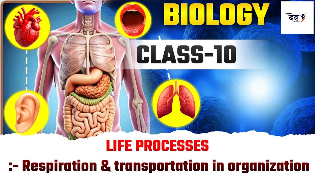 Class 10  Biology Life process:- Respiration & transportation in organization 