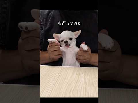 チワワのチョッピチャンネル - YouTube