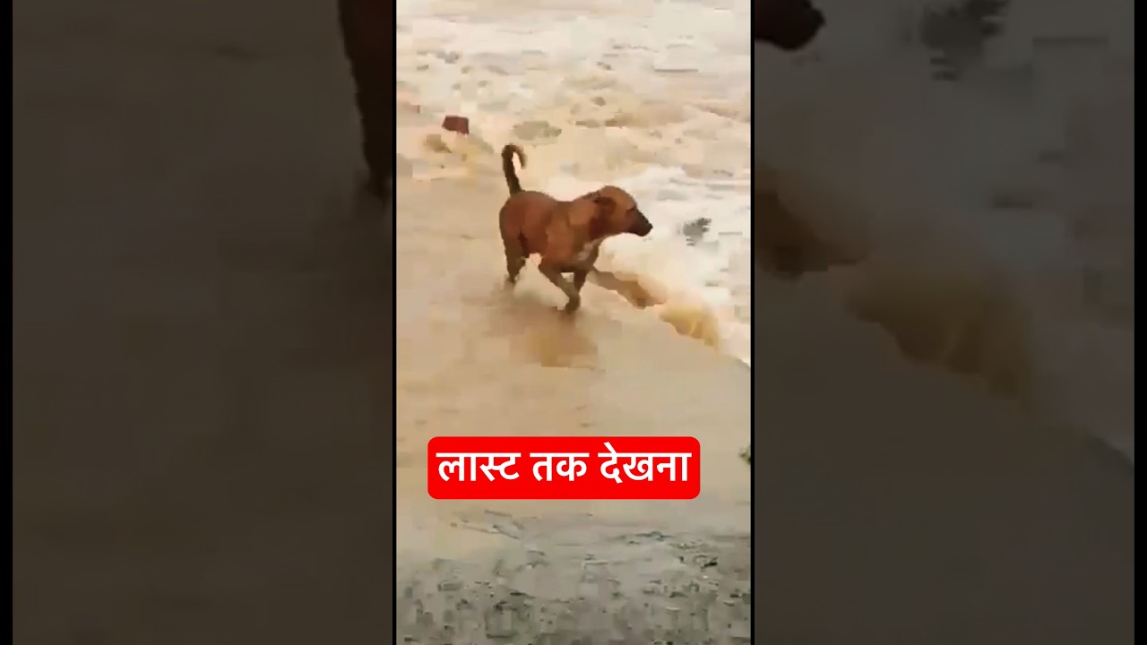 Dog crossing overflowing river!Watch till end 
