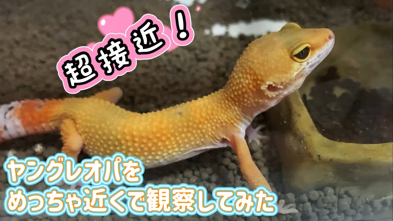 新作デザインのポポのケージ買ってしまいました😇 〜価格の紹介・新旧