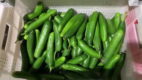 Roller Rotation Cucumber sorting machine/Carrot sorting machine