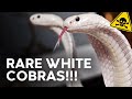 INCREDIBLE WHITE COBRAS & OTHER VENOMOUS SNAKES