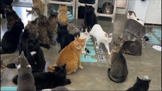 None of them are fixed #trending #cat #love #viral #fyp