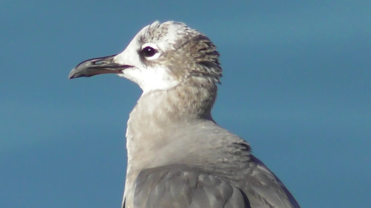 states in india North American Wildlife --- Laughing Gull, juvenile (1st or 2nd year bird) grooming