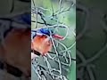 Wildlife # Kingfishers Life
