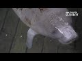 Manatee rescued from St. Petersburg Canal, recovering at ZooTampa