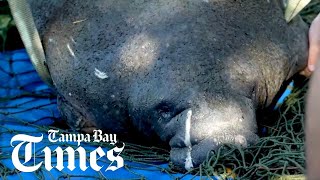 Manatee rescued from St. Petersburg Canal, recovering at ZooTampa