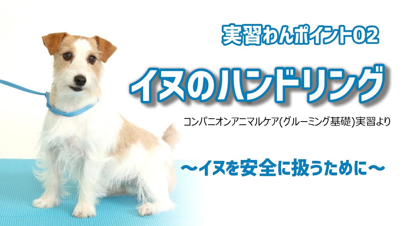 WEBオープンキャンパス | ヤマザキ動物看護大学
