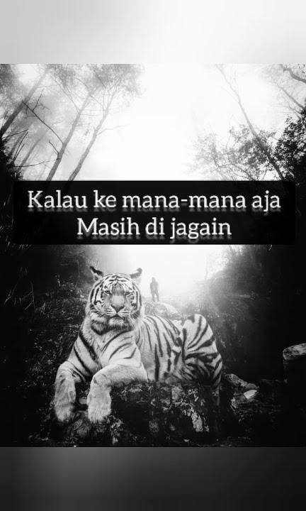 story wa macan kumbang. masih anak kecil