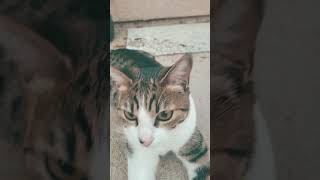 Meowl Mlem #cat #catshorts #catvideos #cute #kitten #kitty #meowl #cats #mlemcat #mlem #meowl