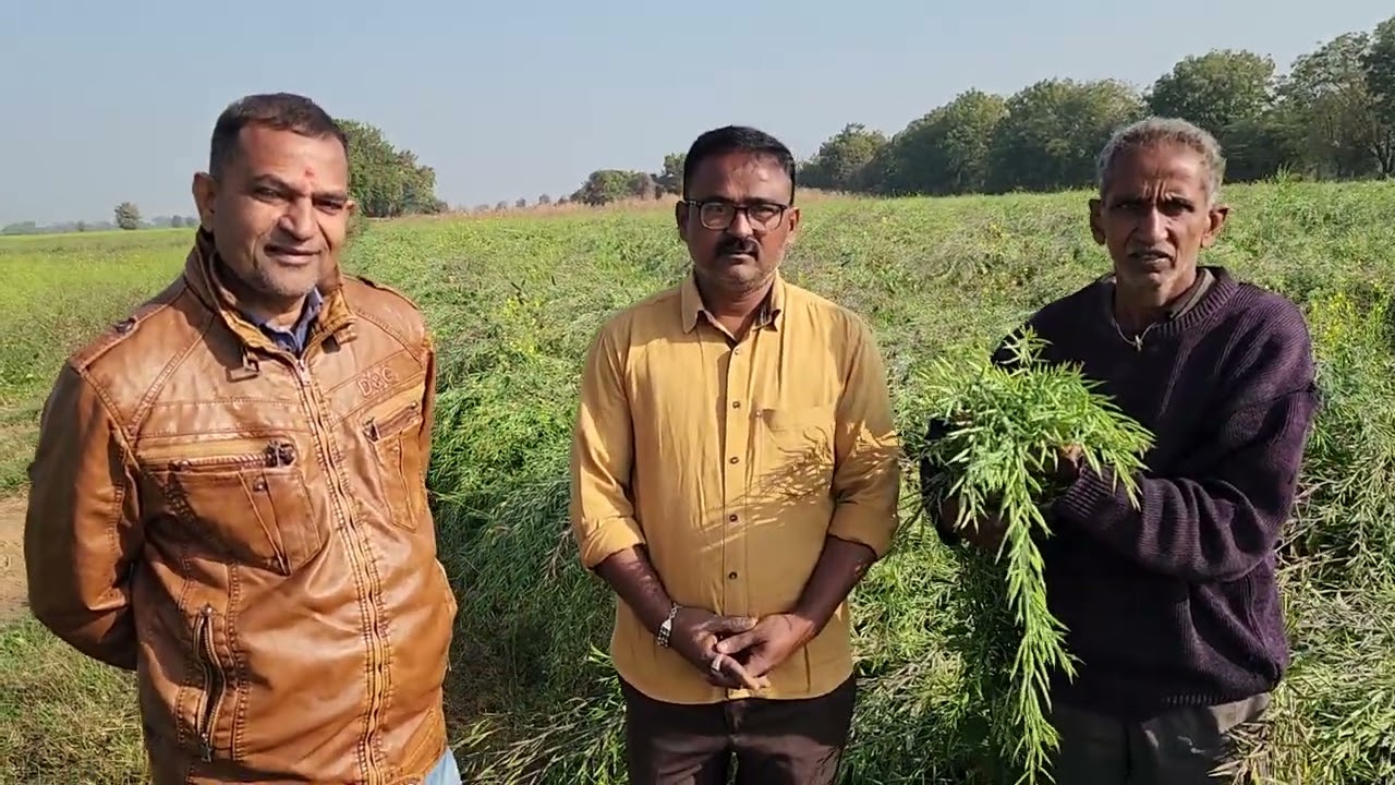 Hy. Mustard Alpine 76.