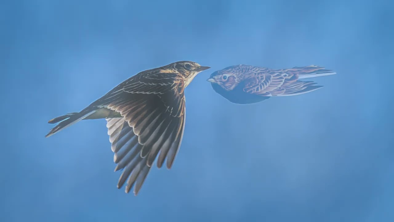 Skylark | HD Nature and Wildlife