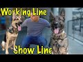 Working Line vs Show Line German Shepherds? Beginners Help!