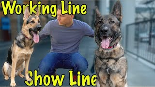 Working Line Vs Show Line German Shepherds? Beginners Help
