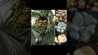తాటి చెట్టు palm tree # yt shorts # youtube videos # nanda969