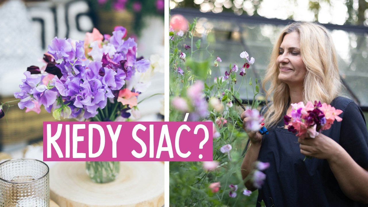 Kiedy siać kwiaty? Jak i kiedy siać groszek pachnący?