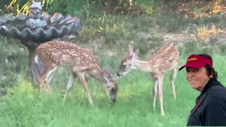 Baby Deer Nursing Mother