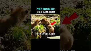 한치의 망설임도 없던 어미 사자의 모성애