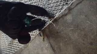 Gabions Installation Lacing Video