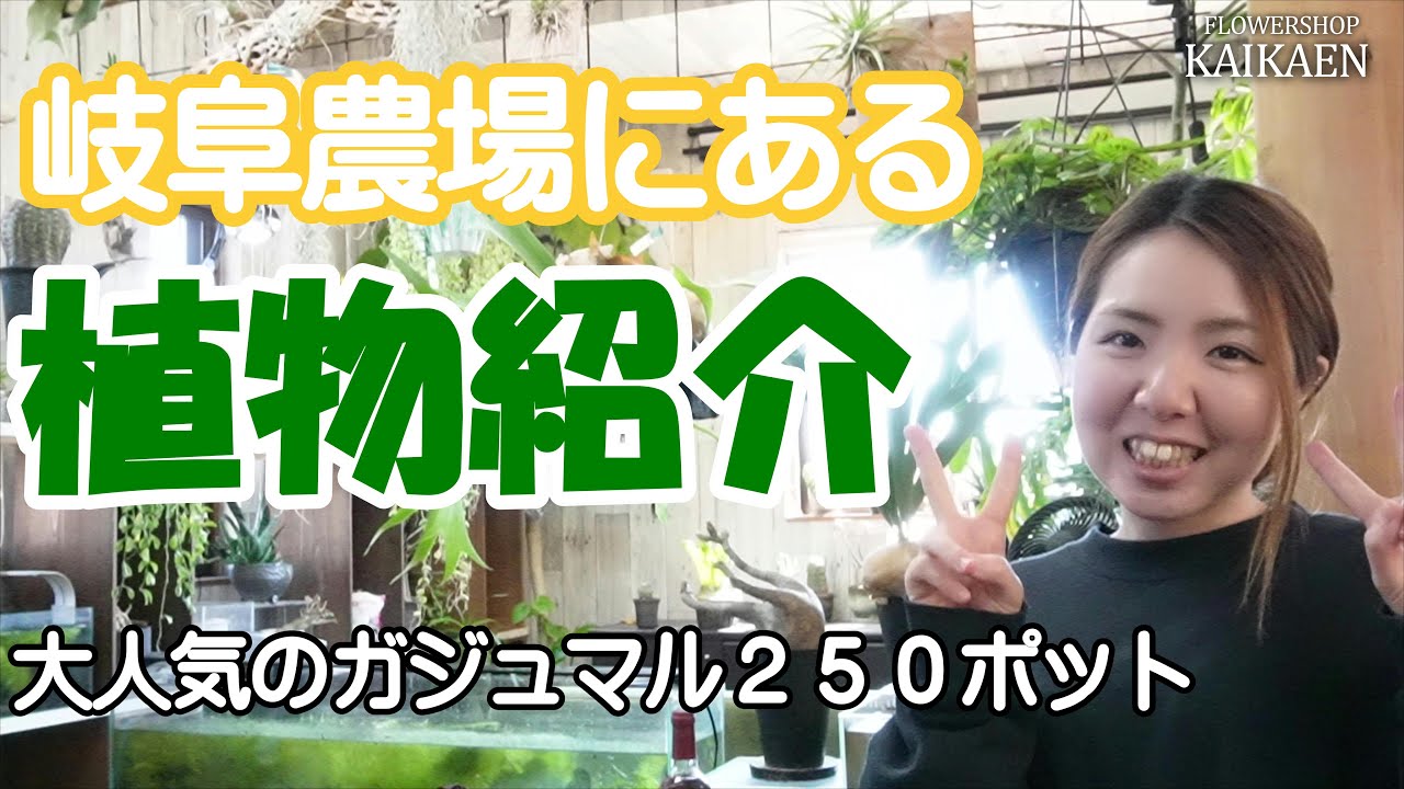Introducing plants at Gifu Farm Flower seedlings Houseplants