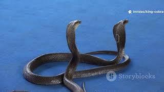 The Largest Venomous Snake King Cobra