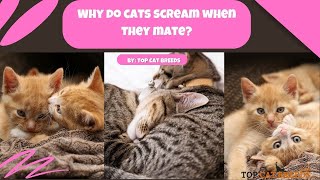 Why Do Cats Scream During Mating? Unveiling the Mystery! | Top Cat Breeds